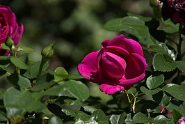 Bernhard Saalfeld - Rosarium 2021 (5v9)